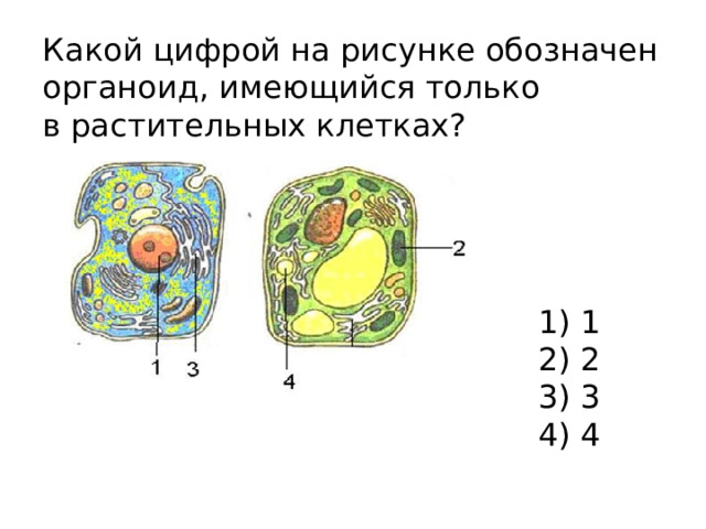 Какой цифрой на рисунке обозначен органоид, имеющийся только в растительных клетках? 1) 1 2) 2 3) 3 4) 4 