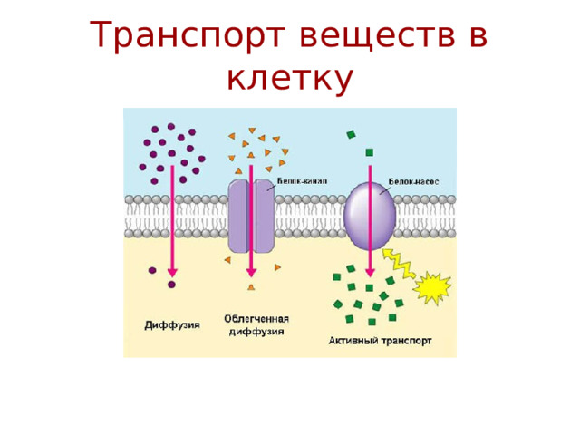 Транспорт веществ в клетку 