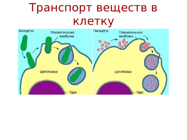 Транспорт веществ в клетку 