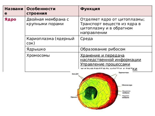 Название Особенности строения Ядро Двойная мембрана с крупными порами Функция Кариоплазма (ядерный сок) Отделяет ядро от цитоплазмы; Ядрышко Транспорт веществ из ядра в цитоплазму и в обратном направлении Среда Образование рибосом Хромосомы Хранение и передача наследственной информации Управление процессами жизнедеятельности клетки 