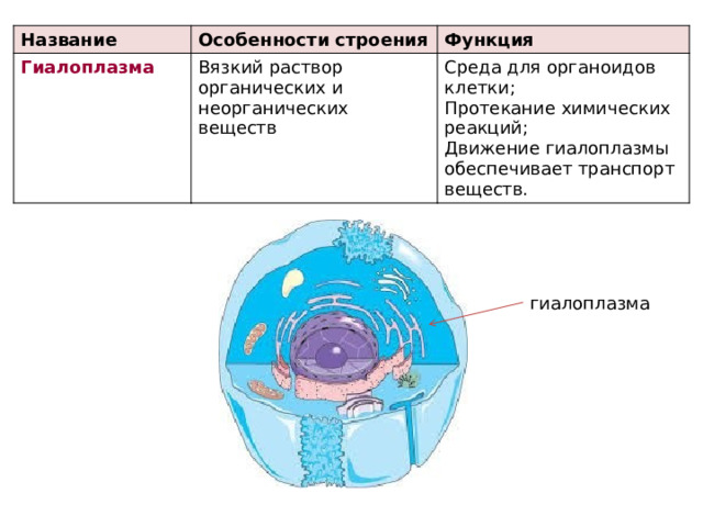 Название Особенности строения Гиалоплазма Вязкий раствор органических и неорганических веществ Функция Среда для органоидов клетки; Протекание химических реакций; Движение гиалоплазмы обеспечивает транспорт веществ. гиалоплазма 