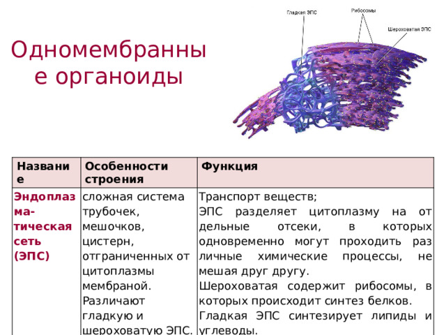 Одномембранные органоиды Название Эндоплазма-тическая сеть (ЭПС) Особенности строения Функция сложная система трубочек, мешочков, цистерн, отграниченных от цитоплазмы мембраной. Транспорт веществ; Различают гладкую и шероховатую ЭПС. ЭПС разделяет цитоплазму на от­дельные отсеки, в которых одновременно могут проходить раз­личные химические процессы, не мешая друг другу. Шероховатая содержит рибосомы, в которых происходит синтез белков. Гладкая ЭПС синтезирует липиды и углеводы. 
