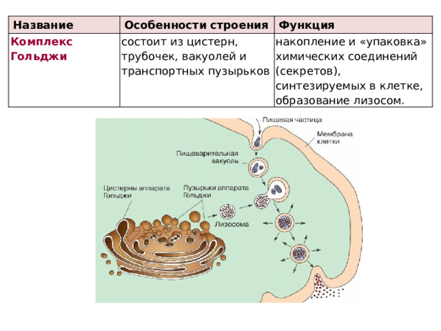 Название Особенности строения Комплекс Гольджи состоит из цистерн, трубочек, вакуолей и транспортных пузырьков Функция накопление и «упаковка» химических соединений (секретов), синтезируемых в клетке, образование лизосом. 