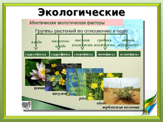 Экологические классификации   