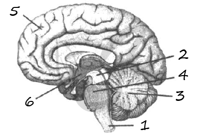 Какой цифрой на рисунке обозначен промежуточный мозг