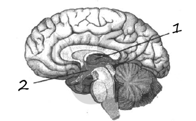 На рисунке цифрами 123 обозначены соответственно отделы мозга