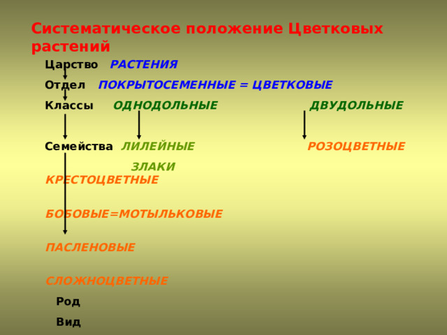 Царство отдел класс род вид гвоздики. Проект семейство цветковых растений. Классы и семейства цветковых растений. Семейство злаки систематическое положение. Систематическое положение растений.