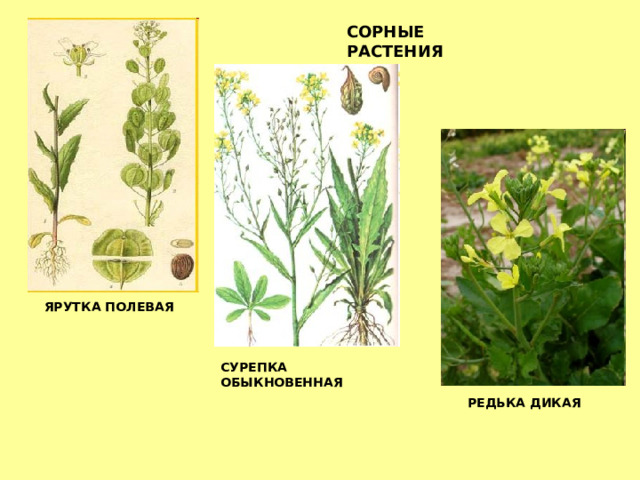 Формула редьки дикой. Сурепка и пастушья сумка одно и тоже. Растение похожее на сурепку с белыми цветами. Как отличить рапс от сурепки. Стволовых отделов у ярутка Полевая.