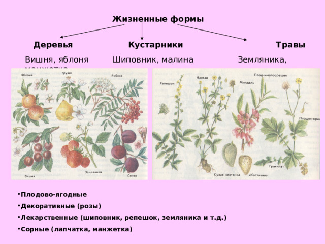 Жизненная форма трава кустарник