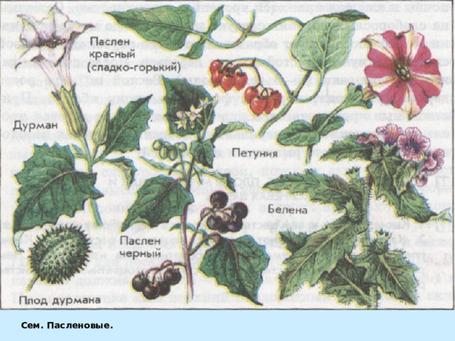 Паслен сладко горький схема
