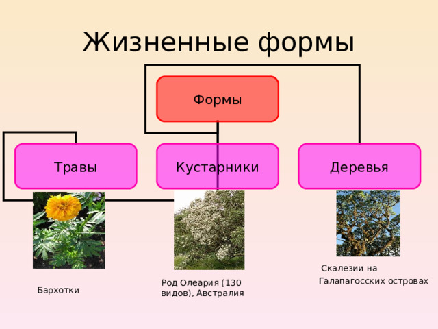 Жизненные формы травянистых. Жизненные формы сложноцветных. Жизненная форма паслена горечавковидного дерево или кустарник.