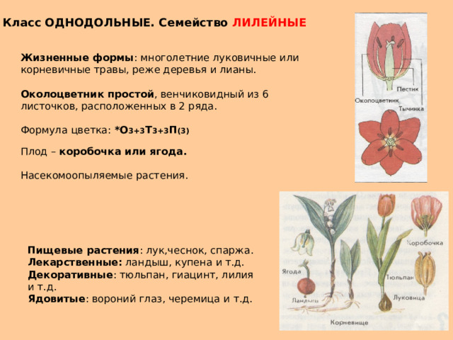 Простой венчиковидный околоцветник