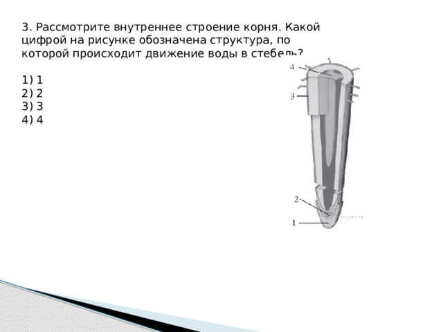 3. Рассмотрите внутреннее строение корня. Какой цифрой на рисунке обозначена структура, по которой происходит движение воды в стебель?   1) 1 2) 2 3) 3 4) 4 