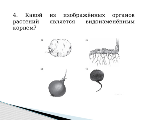 4. Какой из изображённых органов растений является видоизменённым корнем? 