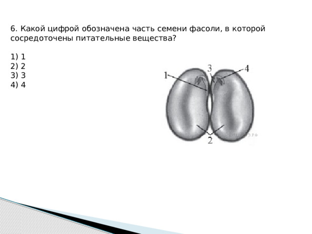 Обозначьте семени фасоли