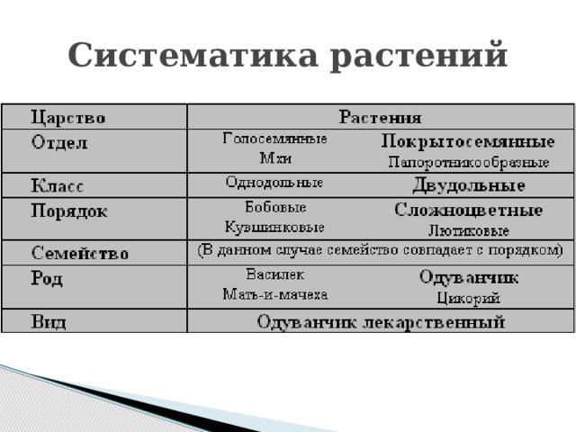 Систематика растений 