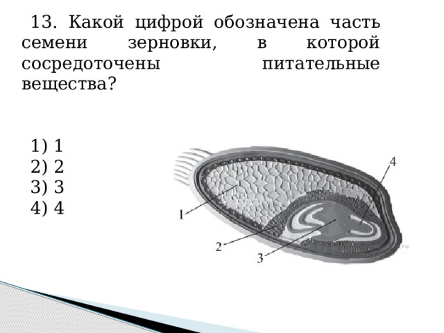 13. Какой цифрой обозначена часть семени зерновки, в которой сосредоточены питательные вещества?   1) 1 2) 2 3) 3 4) 4 