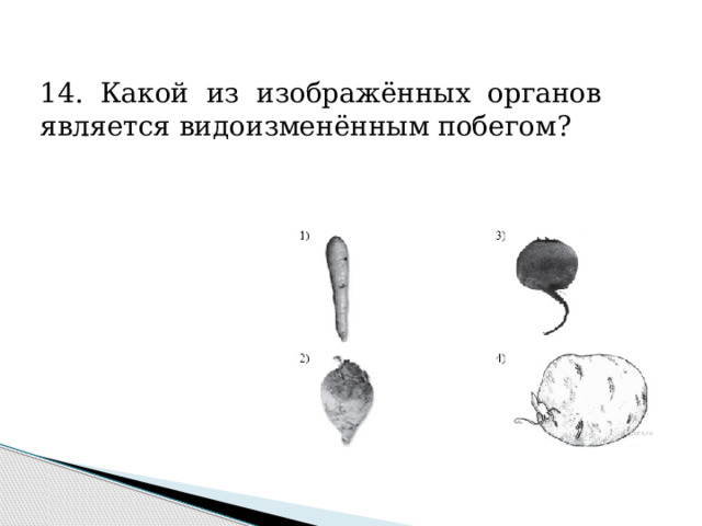 14. Какой из изображённых органов является видоизменённым побегом? 