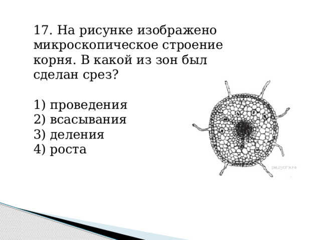 17. На рисунке изображено микроскопическое строение корня. В какой из зон был сделан срез?   1) проведения 2) всасывания 3) деления 4) роста 