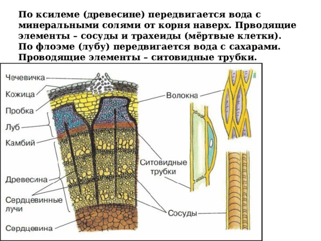 По ксилеме (древесине) передвигается вода с минеральными солями от корня наверх. Прводящие элементы – сосуды и трахеиды (мёртвые клетки).  По флоэме (лубу) передвигается вода с сахарами. Проводящие элементы – ситовидные трубки. 