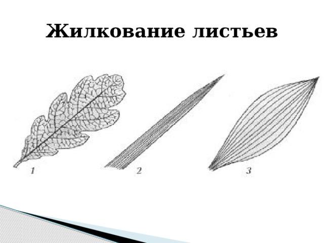 Жилкование листьев 