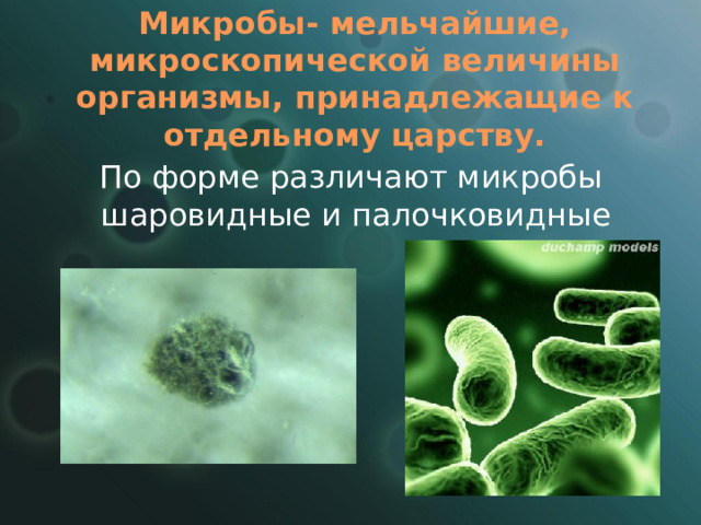 Микробы- мельчайшие, микроскопической величины организмы, принадлежащие к отдельному царству.   По форме различают микробы шаровидные и палочковидные 