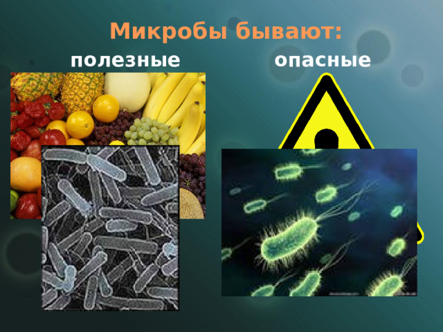 Микробы бывают: полезные опасные 
