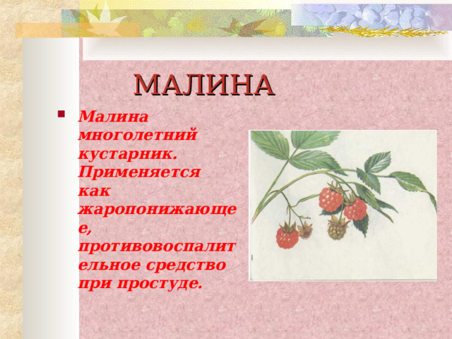 МАЛИНА Малина многолетний кустарник. Применяется как жаропонижающее, противовоспалительное средство при простуде. 