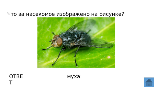 Что за насекомое изображено на рисунке? ОТВЕТ муха  