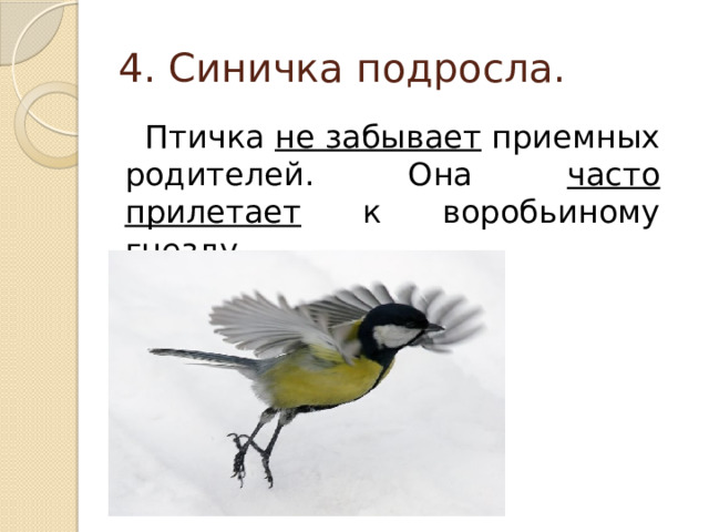 4. Синичка подросла.  Птичка не забывает приемных родителей. Она часто прилетает к воробьиному гнезду. 