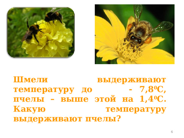 Шмели выдерживают температуру до - 7,8 0 С, пчелы – выше этой на 1,4 0 С. Какую температуру выдерживают пчелы? 3 