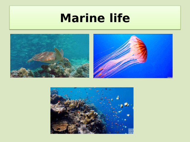 Marine life 