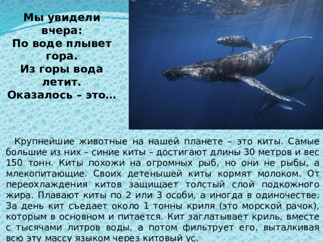Как можно объяснить распространение синего. Большой синий кит. Самый большой синий кит. Синий кит самое крупное животное на земле.
