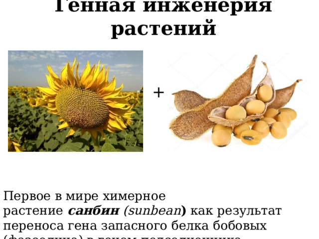 Генная инженерия растений + Первое в мире химерное растение  санбин  (sunbeаn )  как результат переноса гена запасного белка бобовых (фазеолина) в геном подсолнечника ( sunflower  +  beаn ). 