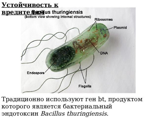 Устойчивость к вредителям Традиционно используют ген bt, продуктом которого является бактериальный эндотоксин  Bacillus thuringiensis . 