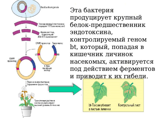 Эта бактерия продуцирует крупный белок-предшественник эндотоксина, контролируемый геном bt, который, попадая в кишечник личинок насекомых, активируется под действием ферментов и приводит к их гибели. 