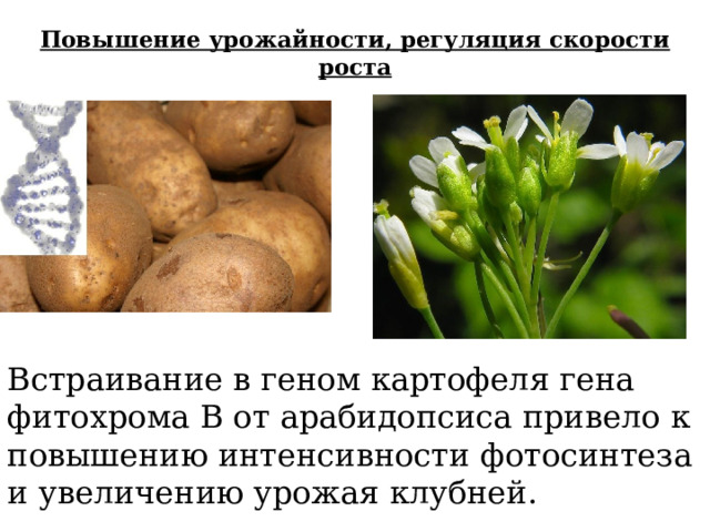 Геном картошки. Картофель с геном скорпиона. Повышение урожайности картинки. При расшифровке генома картофеля было установлено 20