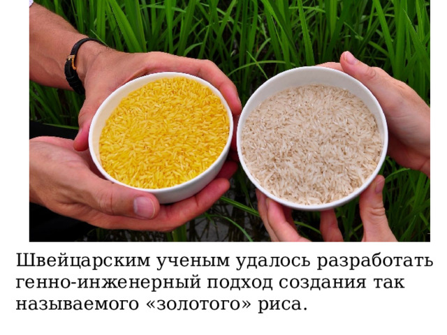 Швейцарским ученым удалось разработать генно-инженерный подход создания так называемого «золотого» риса. 