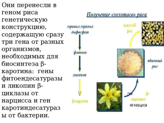 Они перенесли в геном риса генетическую конструкцию, содержащую сразу три гена от разных организмов, необходимых для биосинтеза β-каротина: гены фитоендесатуразы и ликопин β- циклазы от нарцисса и ген каротиндесатуразы от бактерии. 