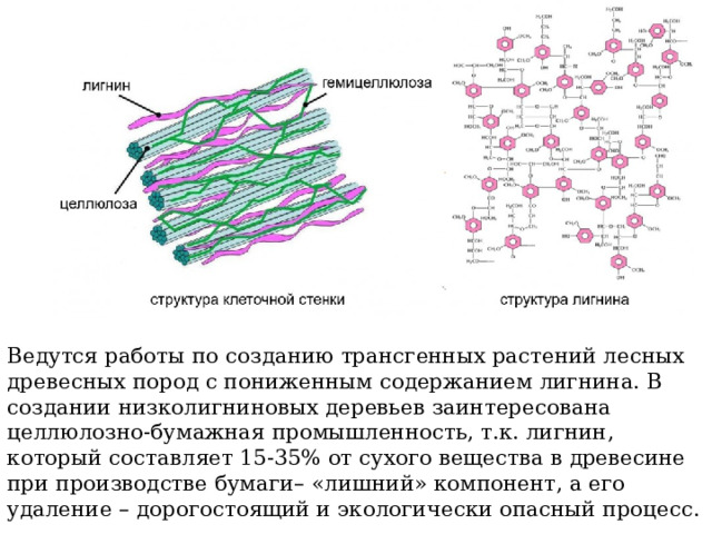 Ведутся работы по созданию трансгенных растений лесных древесных пород с пониженным содержанием лигнина. В создании низколигниновых деревьев заинтересована целлюлозно-бумажная промышленность, т.к. лигнин, который составляет 15-35% от сухого вещества в древесине при производстве бумаги– «лишний» компонент, а его удаление – дорогостоящий и экологически опасный процесс. 