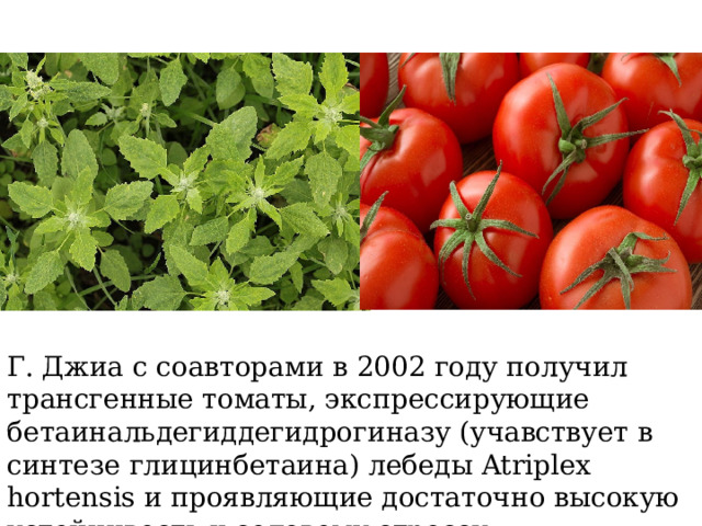 Г. Джиа с соавторами в 2002 году получил трансгенные томаты, экспрессирующие бетаинальдегиддегидрогиназу (учавствует в синтезе глицинбетаина) лебеды Atriplex hortensis и проявляющие достаточно высокую устойчивость к солевому стрессу. 