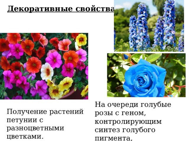 Декоративные свойства На очереди голубые розы с геном, контролирующим синтез голубого пигмента, клонированным из дельфиниума Получение растений петунии с разноцветными цветками. 