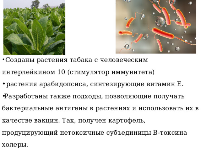  Созданы растения табака с человеческим интерлейкином 10 (стимулятор иммунитета)  растения арабидопсиса, синтезирующие витамин Е. Разработаны также подходы, позволяющие получать бактериальные антигены в растениях и использовать их в качестве вакцин. Так, получен картофель, продуцирующий нетоксичные субъединицы B-токсина холеры . 