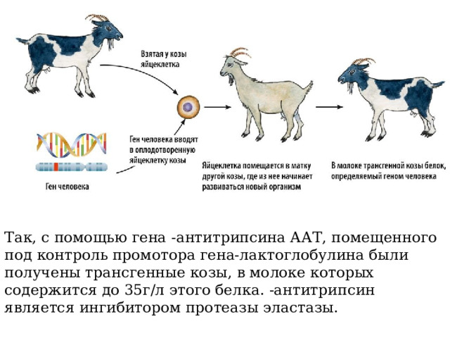 Так, с помощью гена -антитрипсина ААТ, помещенного под контроль промотора гена-лактоглобулина были получены трансгенные козы, в молоке которых содержится до 35г/л этого белка. -антитрипсин является ингибитором протеазы эластазы. 
