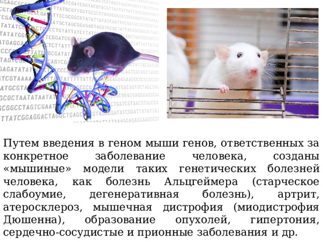 Путем введения в геном мыши генов, ответственных за конкретное заболевание человека, созданы «мышиные» модели таких генетических болезней человека, как болезнь Альцгеймера (старческое слабоумие, дегенеративная болезнь), артрит, атеросклероз, мышечная дистрофия (миодистрофия Дюшенна), образование опухолей, гипертония, сердечно-сосудистые и прионные заболевания и др. 
