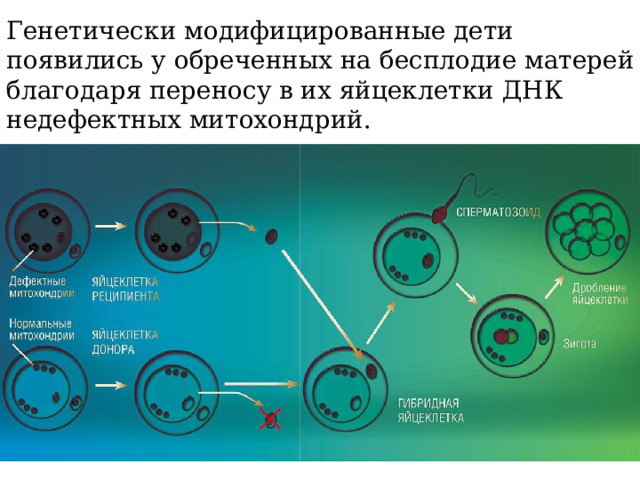 Генетически модифицированные дети появились у обреченных на бесплодие матерей благодаря переносу в их яйцеклетки ДНК недефектных митохондрий. 