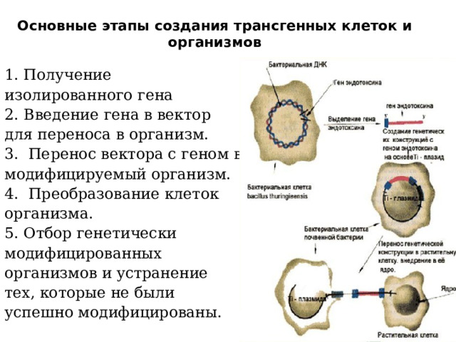 Основные этапы создания трансгенных клеток и организмов   1. Получение изолированного гена 2. Введение гена в вектор для переноса в организм. 3. Перенос вектора с геном в модифицируемый организм. 4. Преобразование клеток организма. 5. Отбор генетически модифицированных организмов и устранение тех, которые не были успешно модифицированы. 