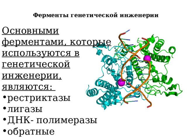 Ферменты генетической инженерии   Основными ферментами, которые используются в генетической инженерии, являются: рестриктазы лигазы ДНК- полимеразы обратные транскриптазы (ревертазы) 