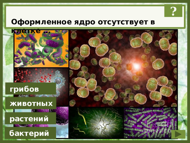 ? Оформленное ядро отсутствует в клетке …  грибов  животных  растений  бактерий 