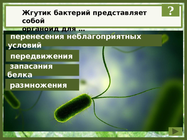 ? Жгутик бактерий представляет собой органоид для …  перенесения неблагоприятных условий  передвижения  запасания белка  размножения 